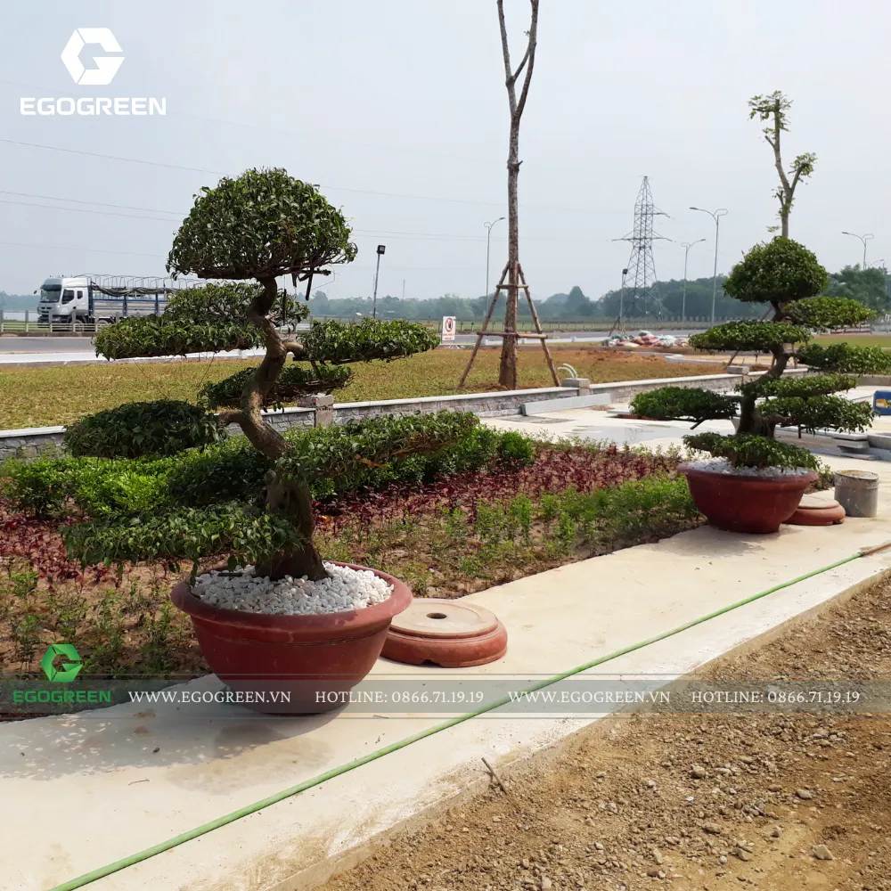 Bonsai, cây có thế nhẹ nhàng là lựa chọn được nhiều cửa hàng yêu thích.